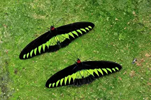 Birdwing: Rajah Brooke's Birdwing - Papilionid butterfly - male