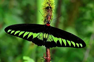 Birdwing: Rajah Brooke's Birdwing - Papilionid butterfly - male