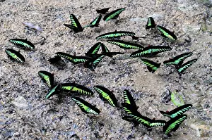 Birdwing: Rajah Brooke's Birdwings