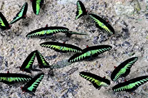 Birdwing: Rajah Brooke's Birdwings