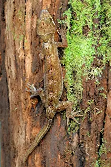 Ceylon: Rakwana Bent-toed Gecko
