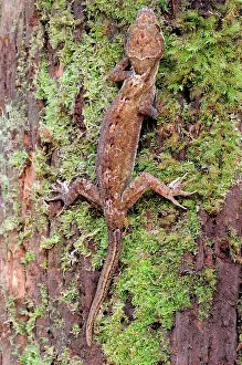 Gecko: Rakwana Bent-toed Gecko