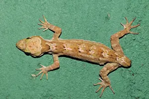 Ceylon: Rakwana Bent-toed Gecko Missing Tail