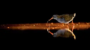 Sunsets: Ralline. Water Rail (Rallus aquaticus) in a lake
