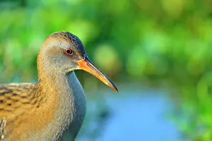Aquaticus: Rallus aquaticus Rallus