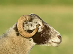 200621: Ram