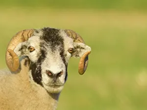 200621: Ram