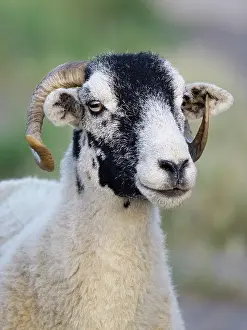 200621: Ram