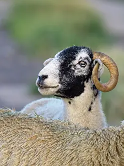 200621: Ram