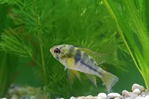 Cichlids: Ram / Blue ram / Butterfly cichlid - female side