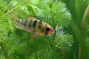 Cichlids: Ram / Blue ram / Butterfly cichlid - male side view in weeds