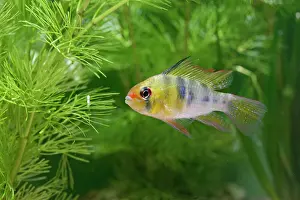 Cichlids: Ram / Blue ram / Butterfly cichlid - male side view by weeds