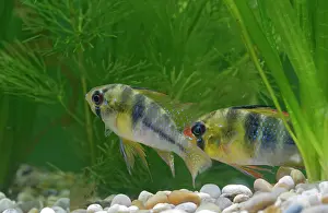 Cichlids: Ram / Blue ram / Butterfly cichlid - pair by weeds