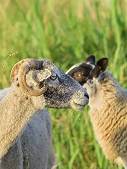 200621: Ram and ewe