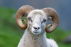 Faroe: Ram, Mykines, Faroe Islands, Denmark, Europe