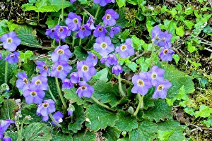 Member: Ramonda serbica - a rare member of the Gesneria family