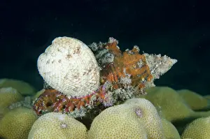 Moluccas: Ramose Murex shell