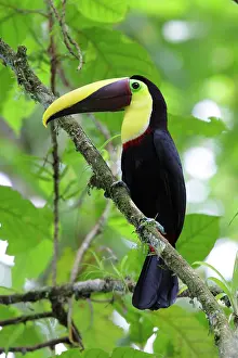 Ramphastos: Ramphastos swainsonii, Yellow-billed Toucan, Swainsont