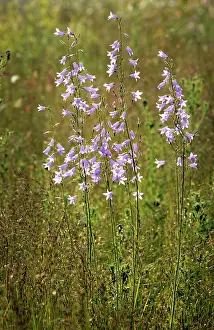 Campanula: Rampion bellflower