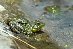 Ramsey: Ramsey Canyon Leopard Frog