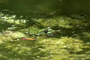 Ramsey: Ramsey Canyon Leopard Frog