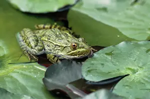 Pads: Ramsey Canyon Leopard Frog