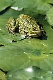 Pads: Ramsey Canyon Leopard Frog
