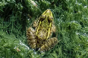 Ramsey: Ramsey Canyon Leopard Frog