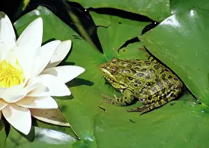Anurans: Ramsey Canyon Leopard Frog