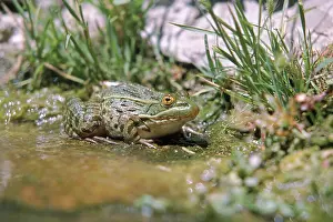 Ramsey: Ramsey Canyon Leopard Frog