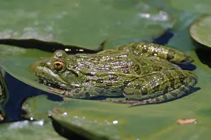 Ramsey: Ramsey Canyon Leopard Frog