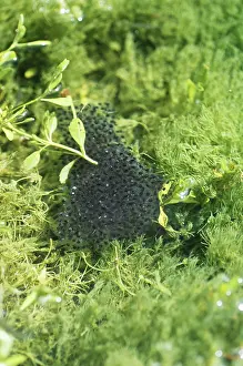 Spawning: Ramsey Canyon Leopard Frog egg mass