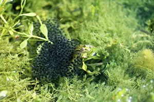 Spawning: Ramsey Canyon Leopard Frog w/egg mass