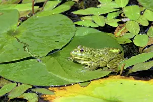 Waterlily: Ramsey Canyon Leopard Frogs