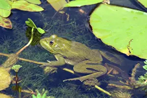 Waterlily: Ramsey Canyon Leopard Frogs