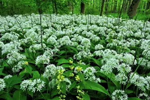 Leek: Ramsons Buckrams Wild Garlic Broad-leaved Garlic