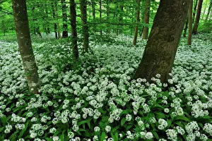 Leek: Ramsons Buckrams Wild Garlic Broad-leaved Garlic