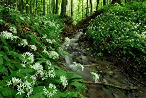Ramsons: Ramsons Buckrams Wild Garlic Broad-leaved Garlic creek