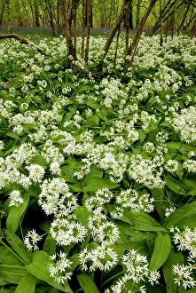 Ramsons: Ramsons or Wild Garlic