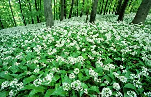 Ramsons: RAMSONS / WILD GARLIC - in beech woodland