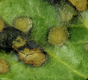 Beet: Ramularia Leaf Spot (Ramularia beticola)