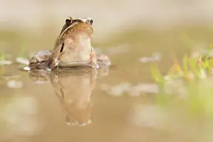 Dalmatina: Rana dalmatina