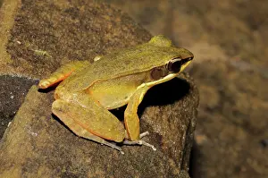Quang: Rana nigrovittata, Vietnam