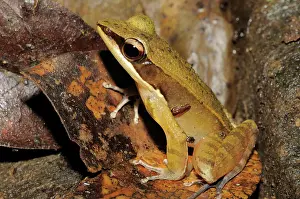 Quang: Rana nigrovittata, Vietnam