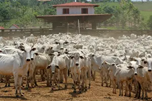 Acre: Ranch of animal husbandry near Rio Branco Brazil