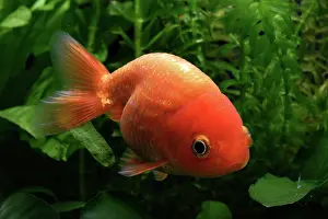 Characteristics: Ranchu goldfish