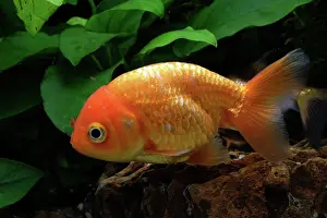 Characteristics: Ranchu goldfish