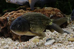 Characteristics: Ranchu goldfish