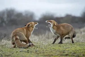 Jaws: Rancid season... Fox / red fox (Vulpes vulpes)