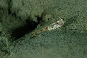 January: Randall's Emperorgoby by hole